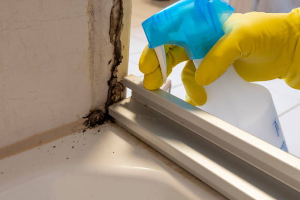 Mold Testing and Removal in Dunlap, IL