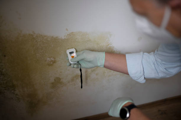 Mold Removal and Inspection in Dunlap, IL