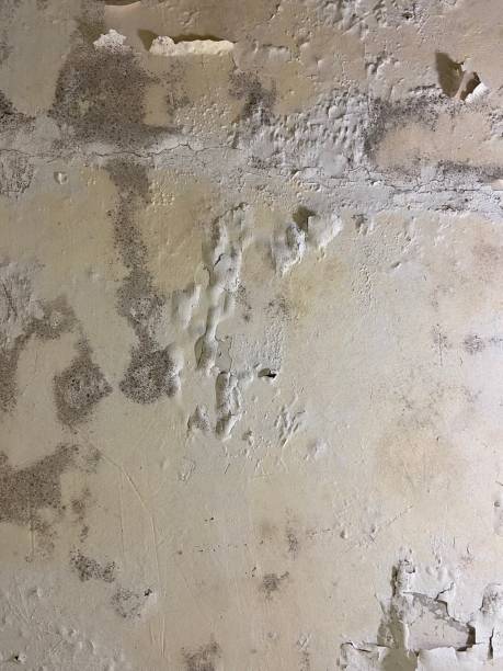 Best Mold Removal Process  in Dunlap, IL