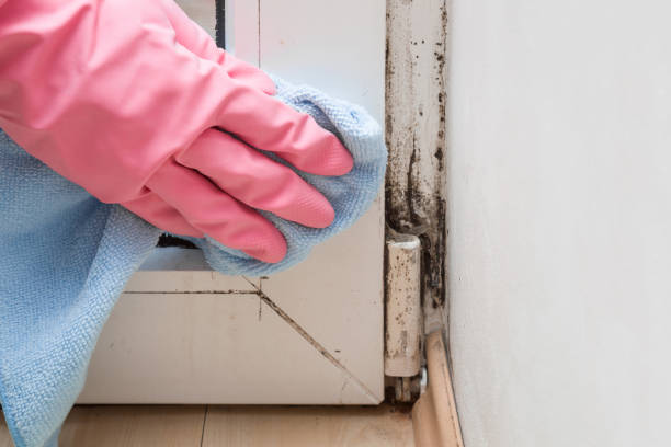 Best Commercial Mold Removal  in Dunlap, IL