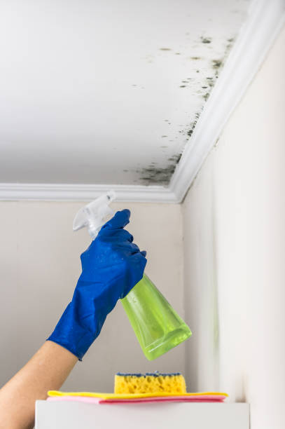 Best Black Mold Removal  in Dunlap, IL